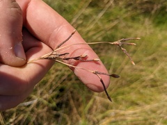 Fimbristylis thermalis