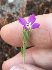 Clarkia affinis