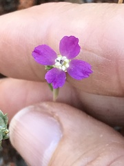 Clarkia affinis