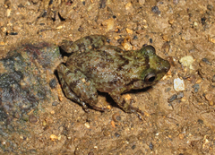 Eleutherodactylus glaphycompus