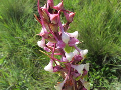 Disa cooperi