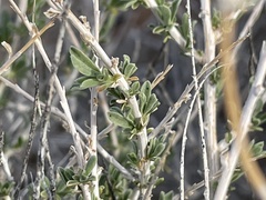 Acamptopappus sphaerocephalus