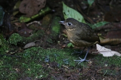 Grallaria haplonota