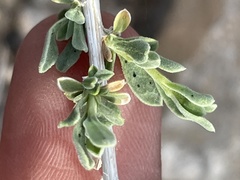 Acamptopappus sphaerocephalus