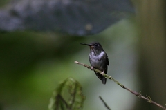 Phlogophilus hemileucurus