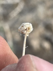 Acamptopappus sphaerocephalus