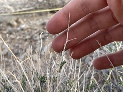 Acamptopappus sphaerocephalus