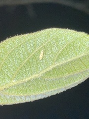 Protalebra nexa