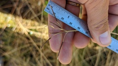 Fimbristylis thermalis