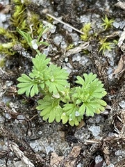 Alchemilla australis