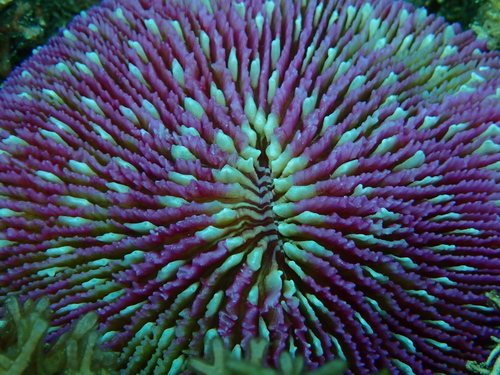 Photo of Mushroom coral (Fungia fungites)