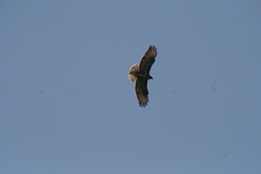Buteo buteo