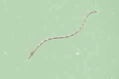 Syngnathus floridae