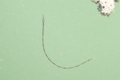 Syngnathus floridae