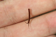 Erichsonella attenuata