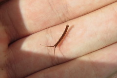 Erichsonella attenuata