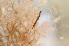 Erichsonella attenuata