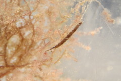 Erichsonella attenuata