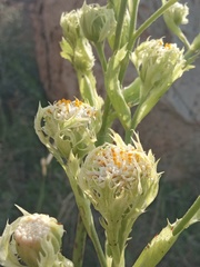 Psacalium platylepis