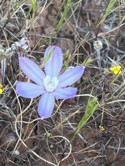 Brodiaea nana