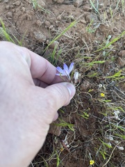 Brodiaea nana
