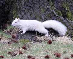 Sciurus carolinensis
