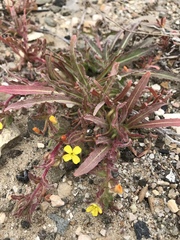 Camissoniopsis micrantha