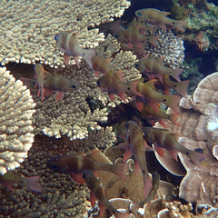 Ostorhinchus norfolcensis