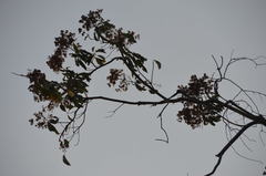Cordia alliodora