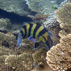 Acanthistius cinctus