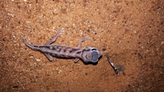Nephrurus deleani