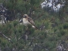 Buteo jamaicensis