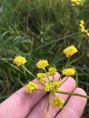 Lomatium bradshawii