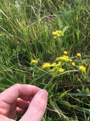 Lomatium bradshawii