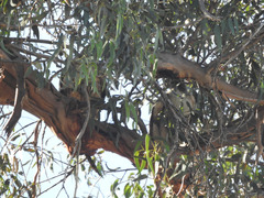 Buteo jamaicensis