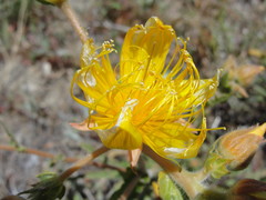 Mentzelia crocea