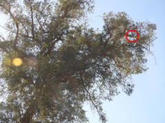 Buteo jamaicensis
