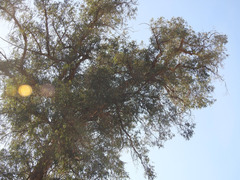 Buteo jamaicensis