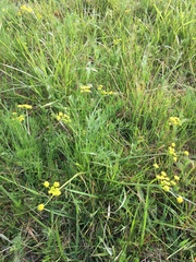 Lomatium bradshawii