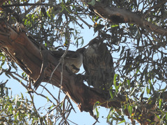 Buteo jamaicensis