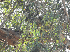 Buteo jamaicensis