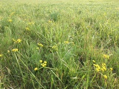 Lomatium bradshawii