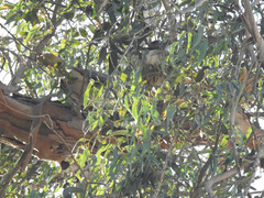 Buteo jamaicensis