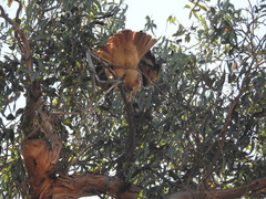 Buteo jamaicensis