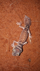 Nephrurus levis