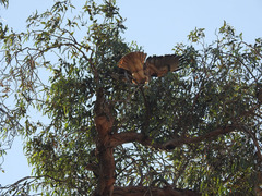 Buteo jamaicensis