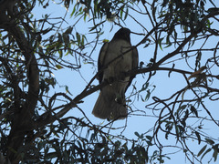 Buteo jamaicensis