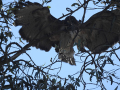 Buteo jamaicensis
