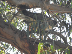 Buteo jamaicensis