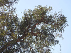 Buteo jamaicensis